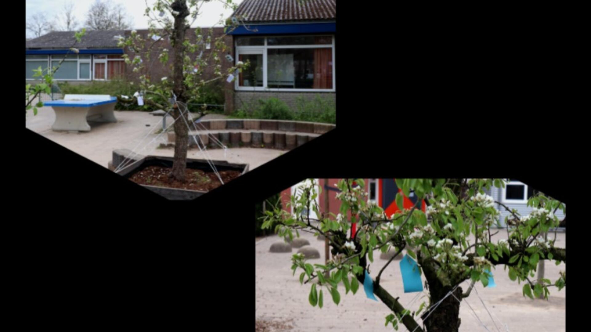 Toffe Perenboom